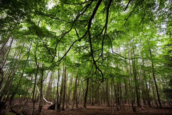 蔡司Batis 18mm f/2.8样品图像GydF4y2Ba